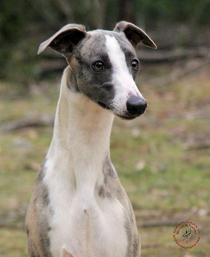 Whippet 9Y205D-231.JPG